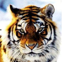 虎虎视频,探索精彩瞬间，捕捉生活点滴