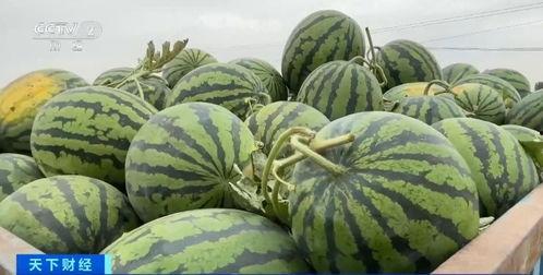 瓜瓜最新吃瓜爆料,揭秘娱乐圈惊天大瓜！