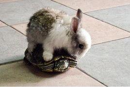 龟兔赛跑视频,智慧与耐心的胜利