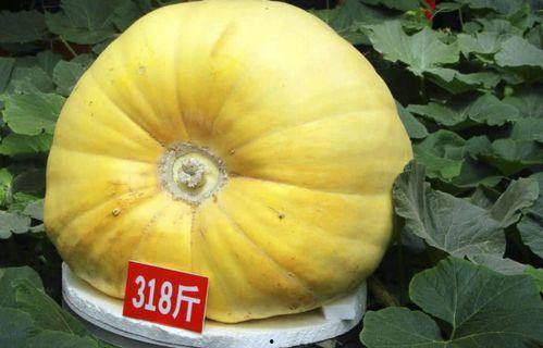 黑籽南瓜的瓜怎么吃,解锁美味新境界