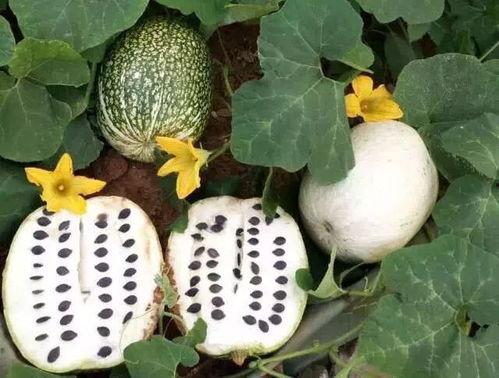 黑籽南瓜的瓜怎么吃,解锁美味新境界