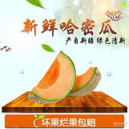 今日新疆哈密瓜最新行情