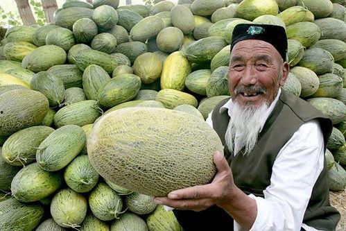 今日新疆哈密瓜最新行情