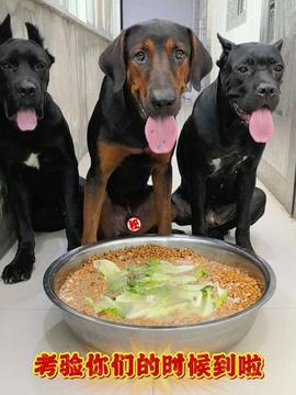 狗狗吃饭视频,捕捉萌宠用餐瞬间