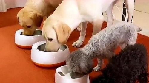 狗狗吃饭视频,捕捉萌宠用餐瞬间