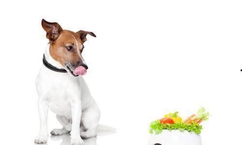 狗狗吃饭视频,捕捉萌宠用餐瞬间