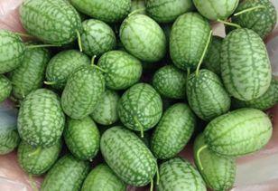 瓢瓜今日价格行情,涨跌波动解析