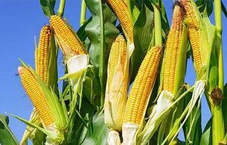 海南吊瓜今日价格,市场行情实时解析