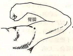 怎么样刮痧视频教程,专业刮痧视频教程详解