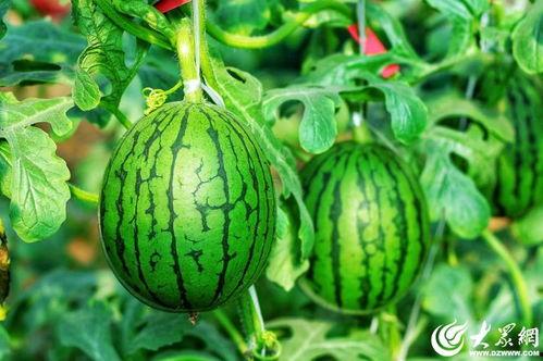 潍坊今日瓜价,新鲜上市，价格亲民