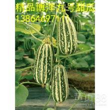 潍坊今日瓜价,新鲜上市，价格亲民