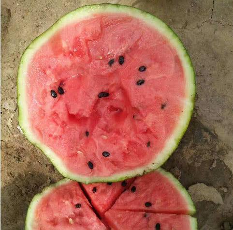 潍坊今日瓜价,新鲜上市，价格亲民