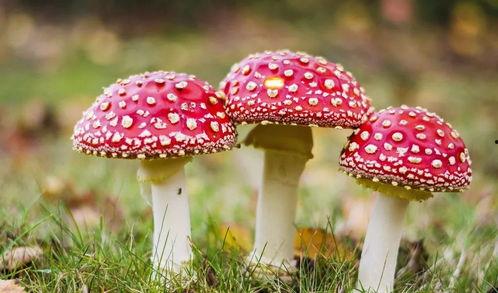 718黑瓜吃料蘑菇视频在线观看