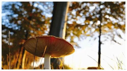 718黑瓜吃料蘑菇视频在线观看