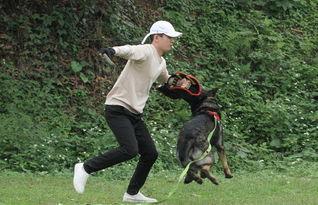 警犬交配视频,见证忠诚与生命的传承