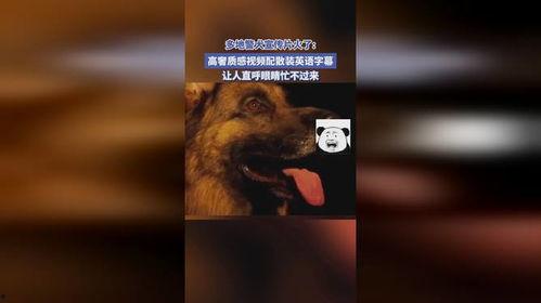 警犬交配视频,见证忠诚与生命的传承
