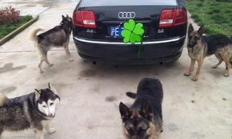 警犬交配视频,见证忠诚与生命的传承