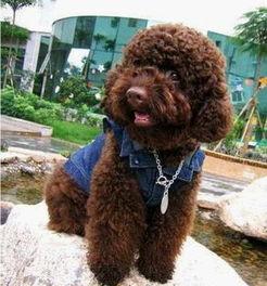 狗狗交配的视频,揭秘繁殖过程的真实画面