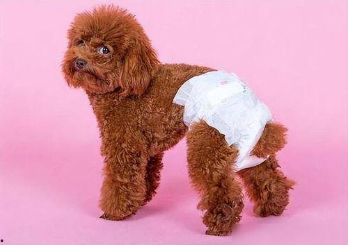 狗狗交配的视频,揭秘繁殖过程的真实画面