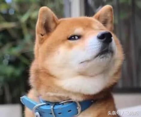 718黑瓜吃料狗头,718黑瓜与吃料狗头的趣味碰撞