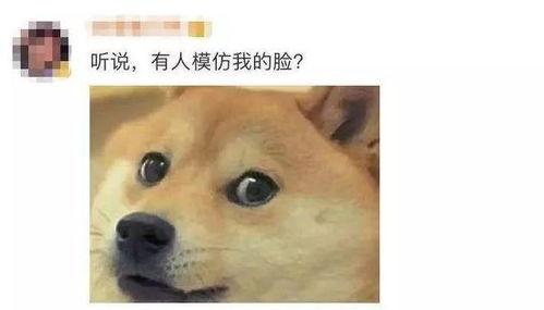 718黑瓜吃料狗头,718黑瓜与吃料狗头的趣味碰撞