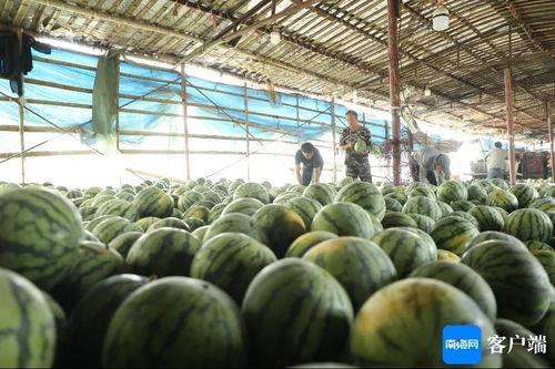 今日的瓜是什么意思,探寻“今日的瓜”背后的真相