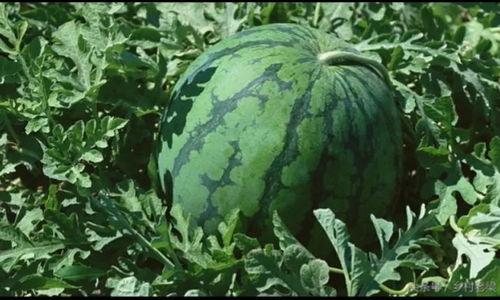 今日的瓜是什么意思,探寻“今日的瓜”背后的真相