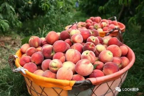 红桃吃瓜爆料,揭秘娱乐圈幕后真相