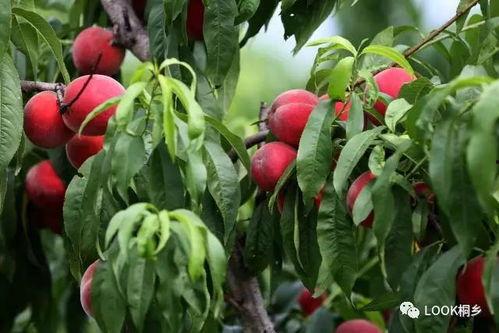 红桃吃瓜爆料,揭秘娱乐圈幕后真相