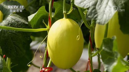 今日金香玉蜜瓜价格,甜蜜价格，尽享夏日美味