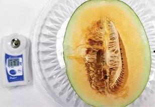 今日金香玉蜜瓜价格,甜蜜价格，尽享夏日美味