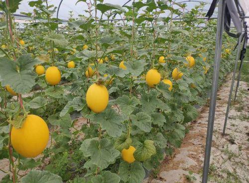 今日金香玉蜜瓜价格,甜蜜价格，尽享夏日美味