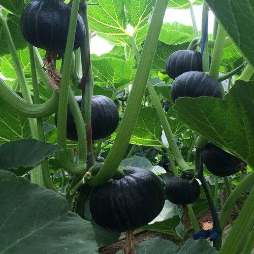 今日京东贝贝瓜价格,价格实惠抢购正当时！