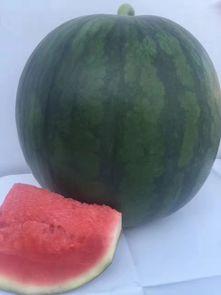 今日无籽瓜价钱,市场行情一览