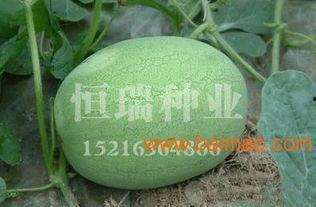 云南今日生瓜价格行情最新,波动明显，市场供需两旺